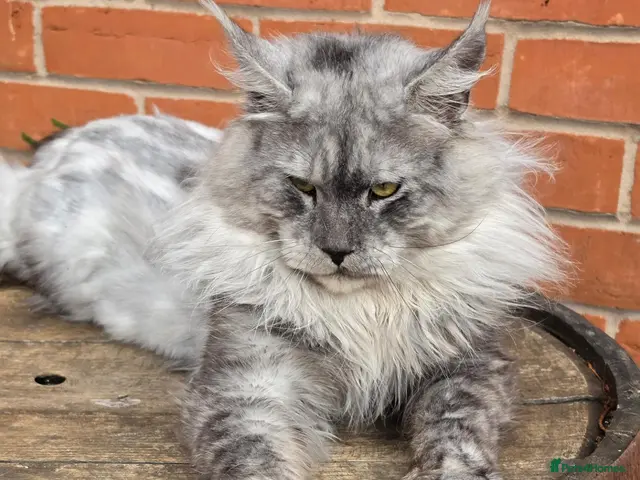 Maine Coon cats for stud: Black smoke boy from shaded line - Advert 2