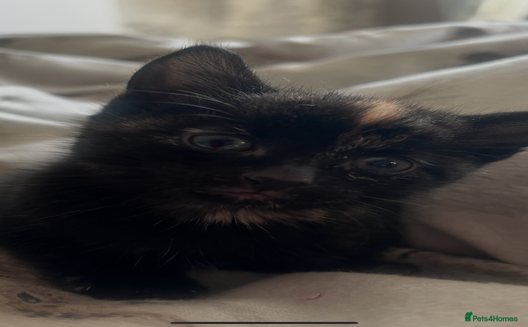 Mixed Breed cats - Advert 12
