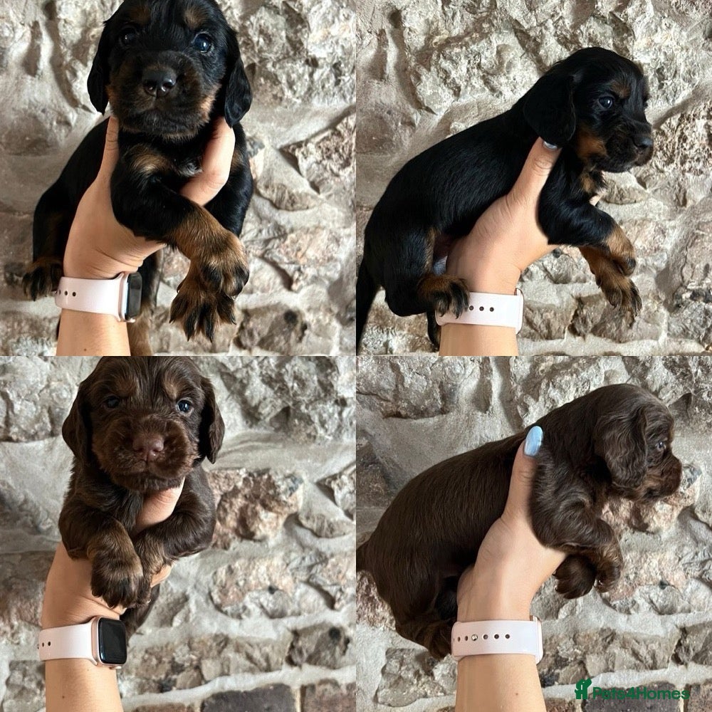 Cocker Spaniel dogs KC Cocker spaniels ready 2nd July.  - Advert 5