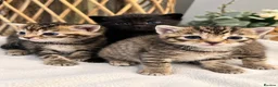Domestic Shorthair cats for sale: Beautiful Home-Raised Black, Tabby &Torbie Kittens in Barnsley - Advert 7