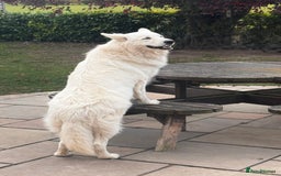 Golden Shepherd dogs for stud: WHITE GSD STUD. KC REG. HEALTH TESTED - Image 3