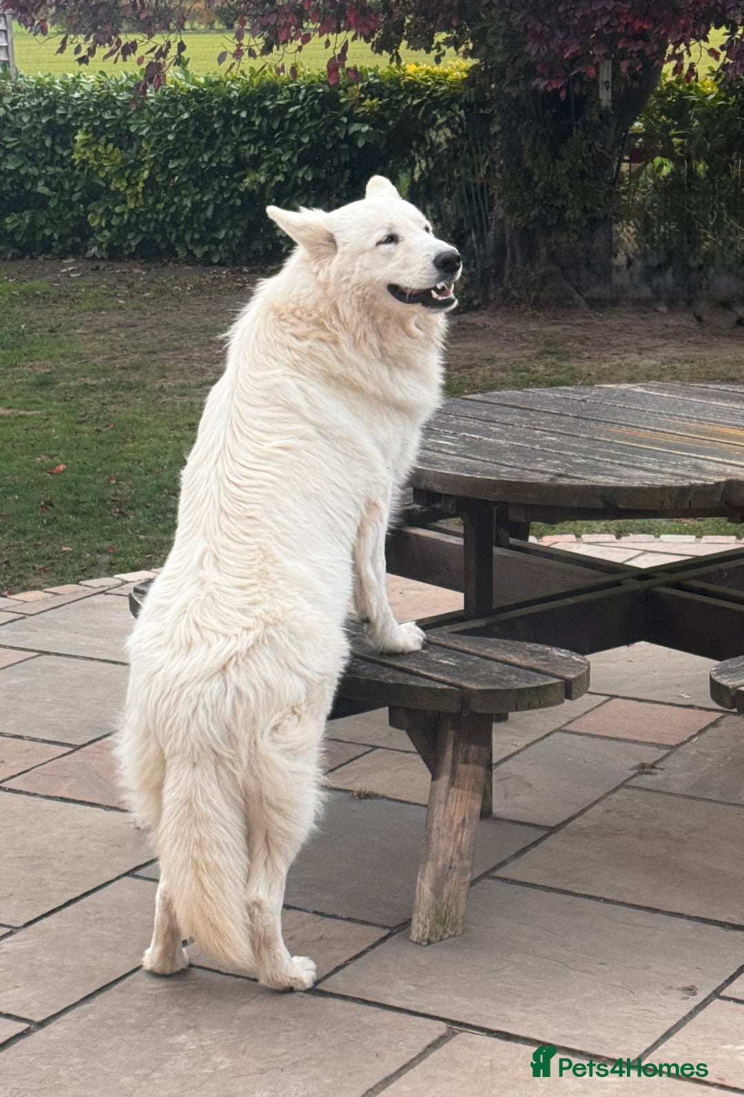 Golden Shepherd dogs for stud: WHITE GSD STUD. KC REG. HEALTH TESTED - Image 3