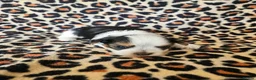 Yorkshire Terrier dogs for sale: DNA tested parents Biewer and Ocean Pearl puppies - Advert 11