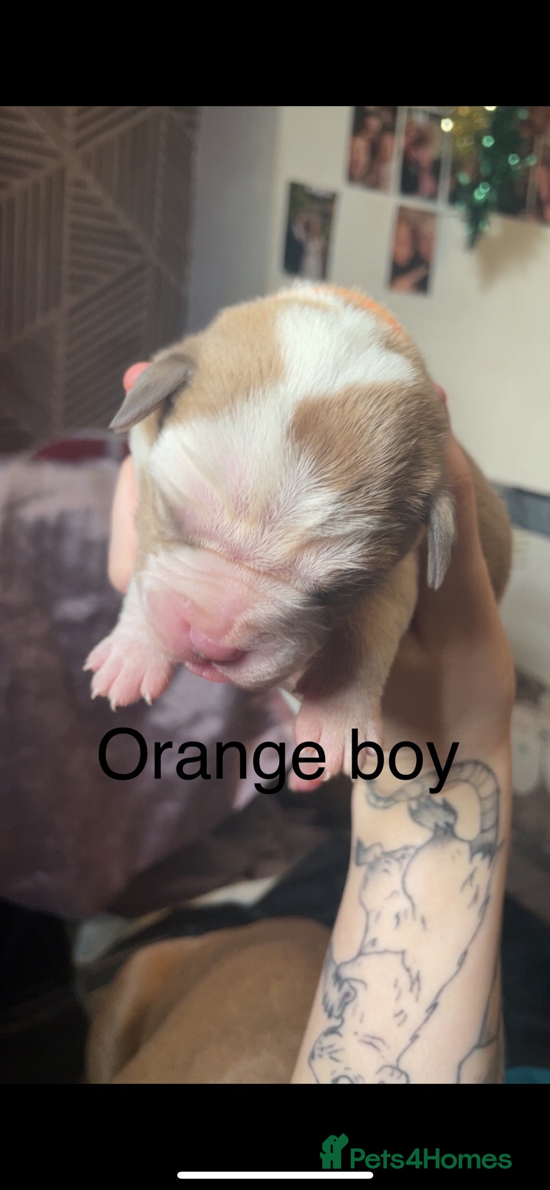 Mixed Breed dogs for sale: American Bulldog x Staffordshire Terrier puppies - Advert 13