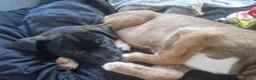 Mixed Breed dogs for sale: AVALIABLE husky cross staff  in Manchester - Advert 20