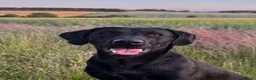 Labrador Retriever dogs for stud: KCreg Fully Health Tested compact Labrador Stud  in Wallingford - Advert 2