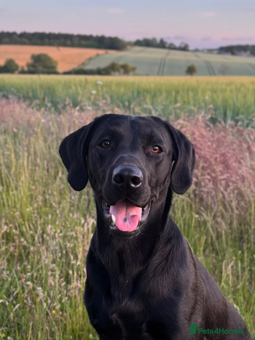 Labrador Retriever dogs for stud: KCreg Fully Health Tested compact Labrador Stud  in Wallingford - Advert 2