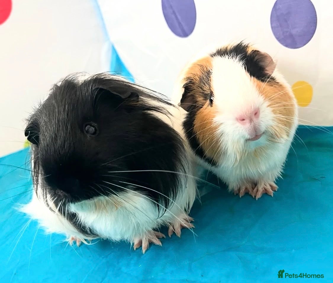 Guinea Pig rodents Two male guinea pigs  - Advert 3