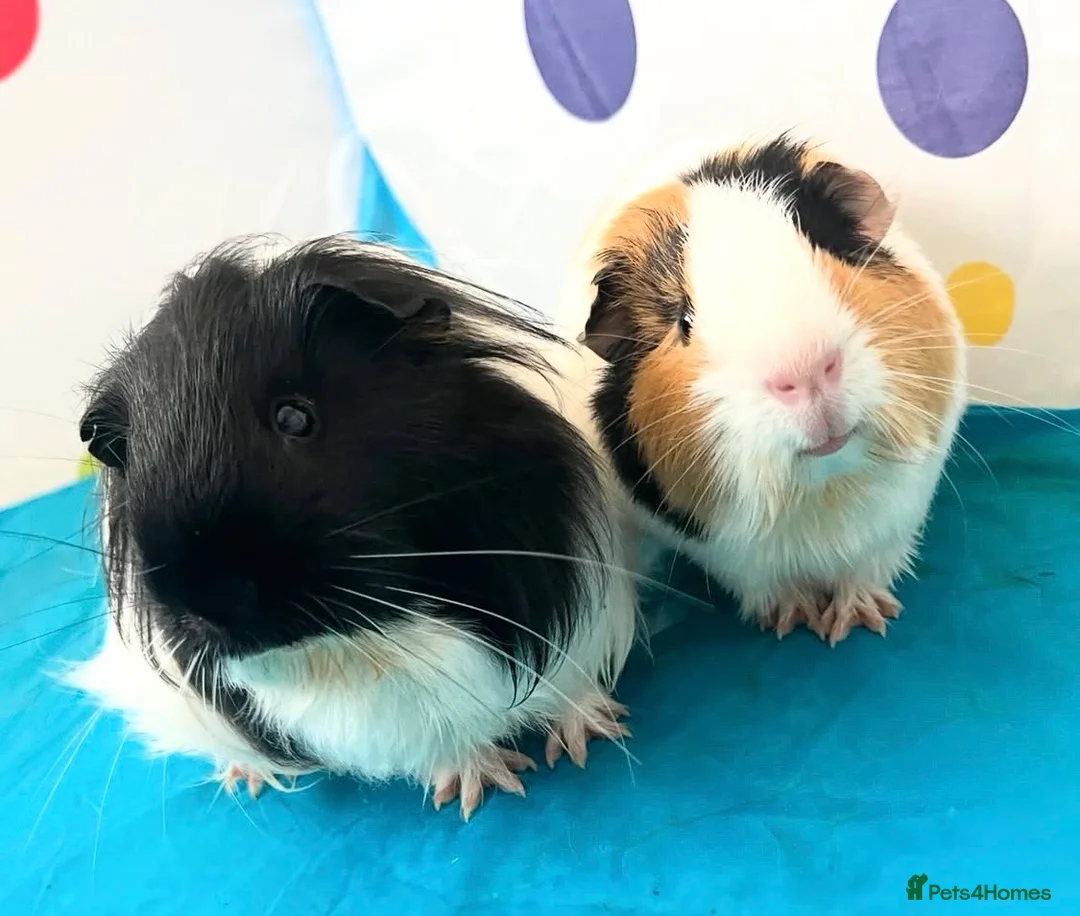Guinea Pig rodents for sale: Two male guinea pigs  - Advert 1