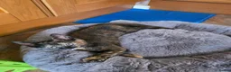 Mixed Breed cats for sale: beautiful 3-colours female - Advert 5
