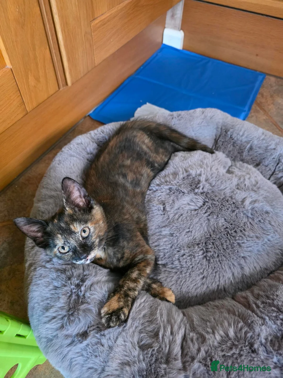 Mixed Breed cats for sale: beautiful 3-colours female - Advert 5