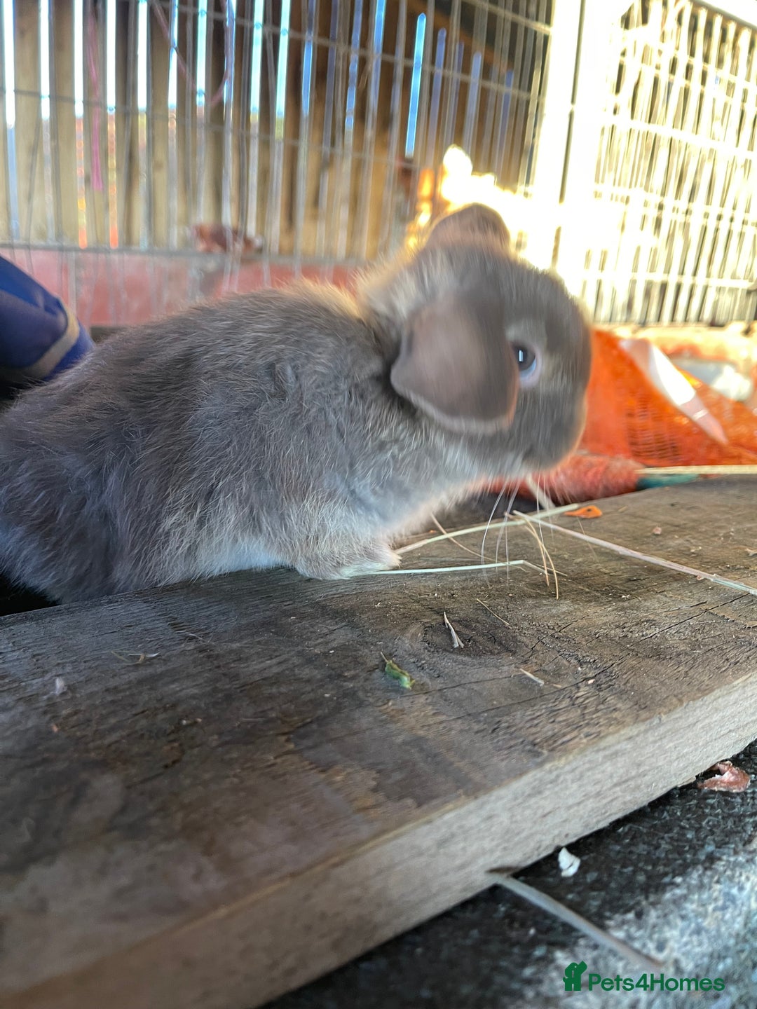 Mini Lop rabbits for sale: 4 lovely mini lop rabbits - Advert 6