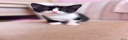British Shorthair cats for sale: British Shorthair Ragdoll Kittens - Advert 7