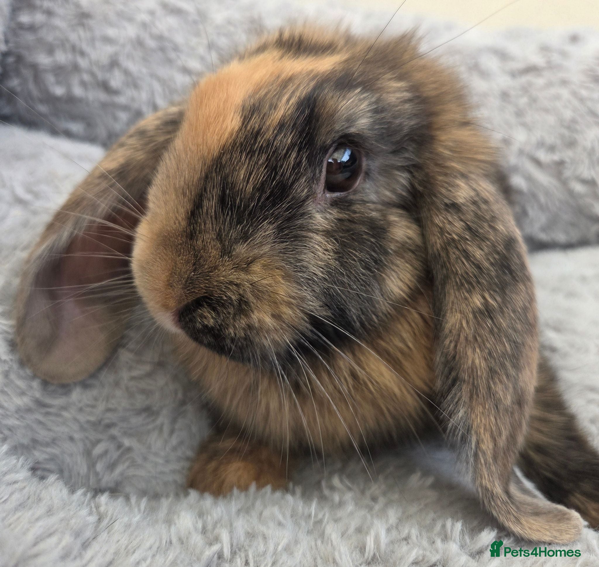 Mini Lop rabbits Beautiful mini lops boys and girls avalible . - Advert 2