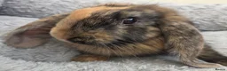 Mini Lop rabbits for sale: Only 3 left boy available. Beautiful mini lops - Advert 4