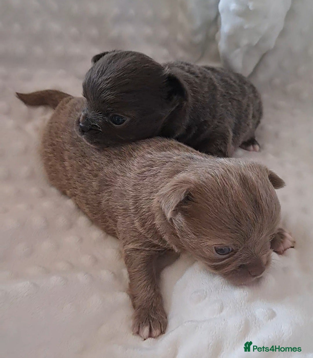 Chihuahua dogs Long Coat Chihuahua Puppies for Sale - Advert 3