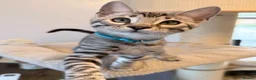 Bengal cats for sale: Exceptional Bengal Kittens Ready Now  - Advert 19