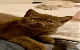 British Shorthair cats for sale: Champion line kittens  - Advert 13