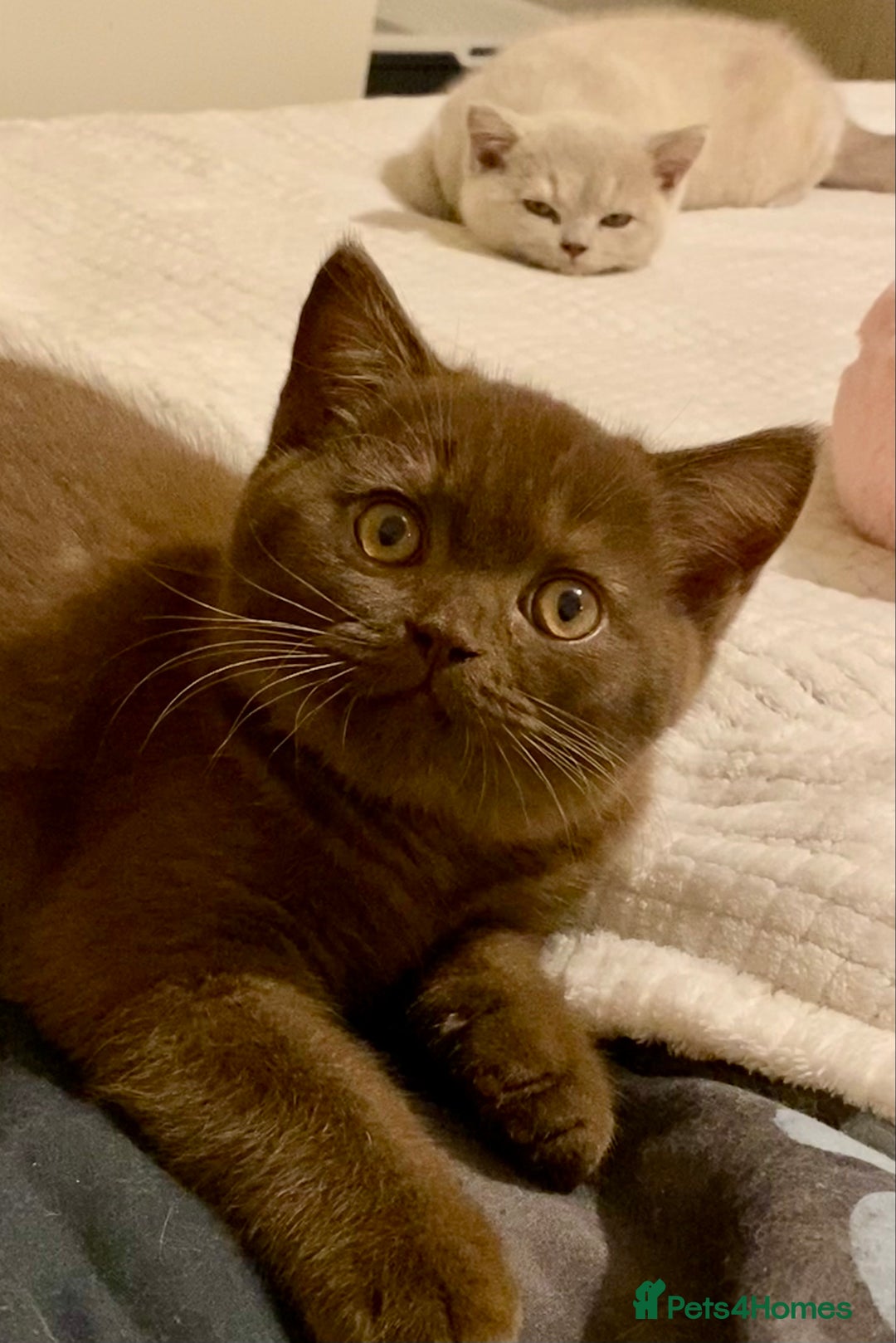 British Shorthair cats for sale: Champion line kittens  - Advert 13