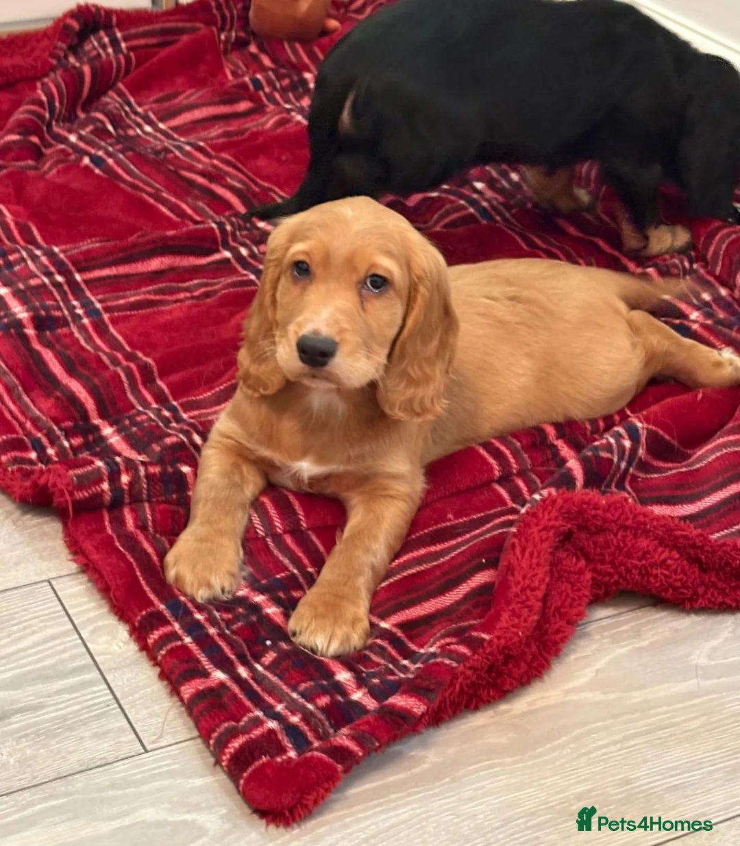 Cocker Spaniel dogs for sale: Awesome Super chunky playfull home raised Show typ in Retford - Advert 2