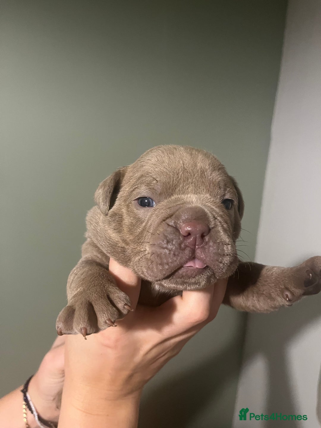 Olde English Bulldogge dogs for sale: Old English bulldog  - Advert 11