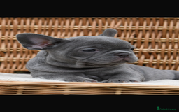 French Bulldog dogs for sale: Beautiful litter of 8 French bulldog puppies - Image 34