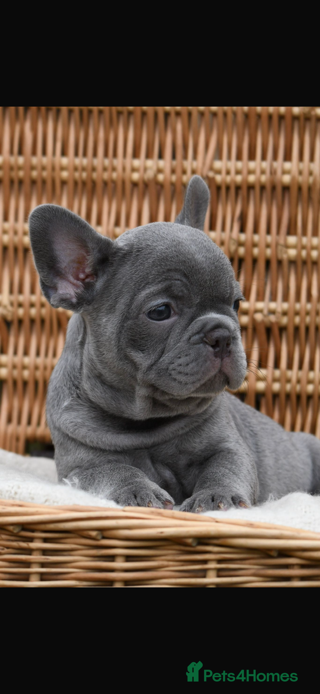 French Bulldog dogs for sale: Beautiful litter of 8 French bulldog puppies - Image 34