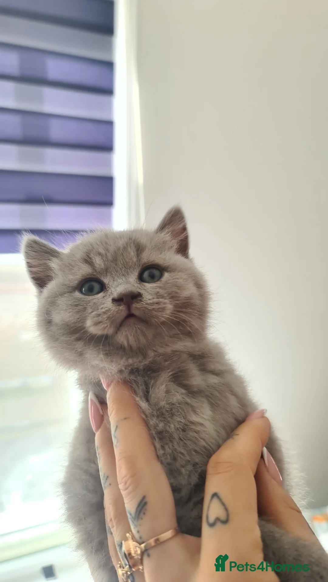 British Shorthair cats for sale: 2 Boys - pureBSH Both parents pedigrees Ready now  - Advert 23