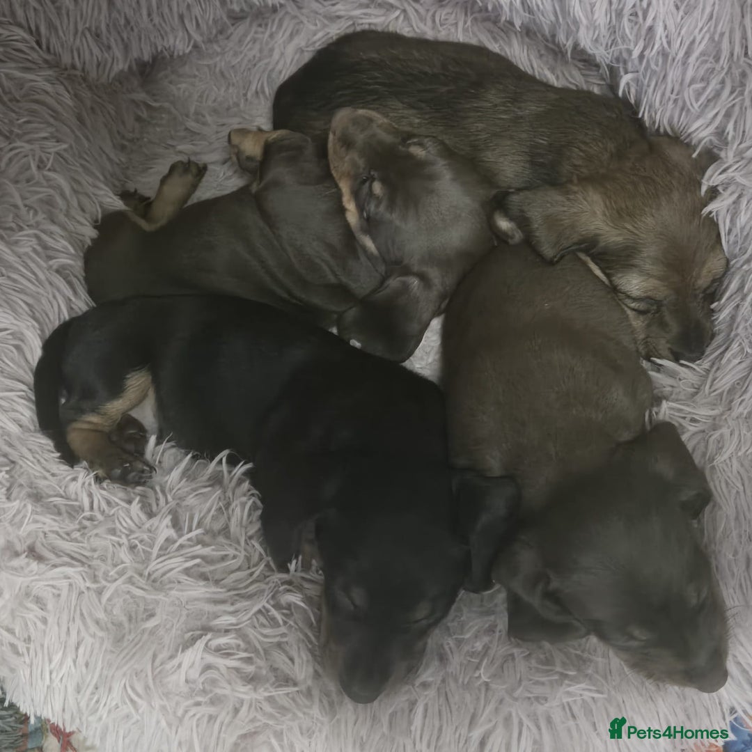 Miniature Dachshund dogs for sale: Mini dachshund  - Advert 9