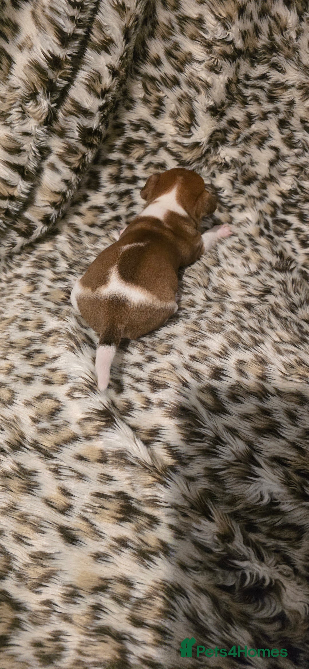 Jack Russell dogs for sale: Miniature jackrussel  - Advert 4