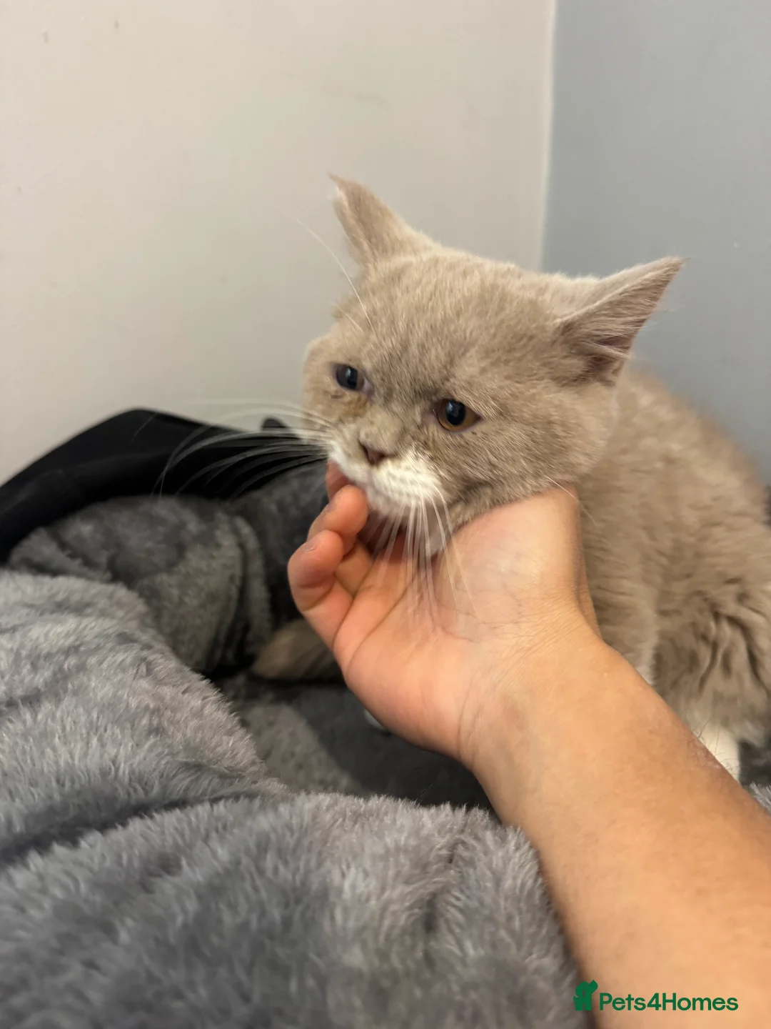 British Shorthair cats for sale: Bi colour chunky male - Advert 2