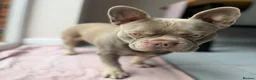 French Bulldog dogs for stud:  Maverick | Pedigree Frenchie Stud in Beverley - Advert 7