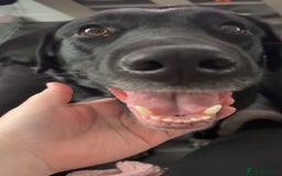 Mixed Breed dogs for sale: Salem aka Saisai - Image 7