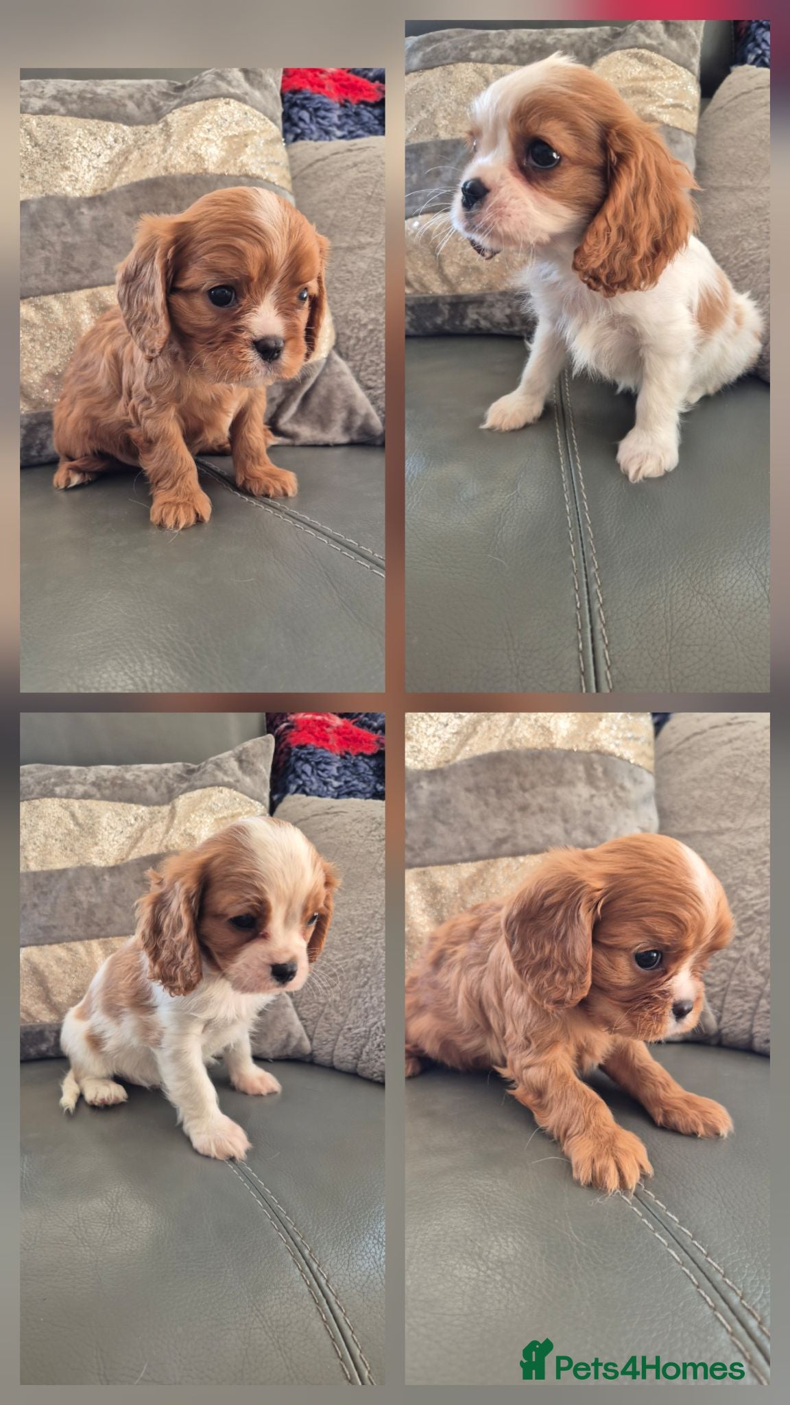 Cavalier King Charles Spaniel dogs Last 3, Cavalier King Charles Boy Ready Now - Advert 1