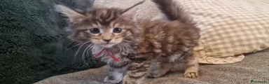 Kitten 5 - Girl - "Willow" Red Collar ♥️
