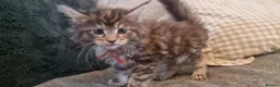 Maine Coon cats for sale: **PURE Maine Coon Kittens** 1 Boy / 3 Girls - Advert 27