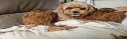 Cavapoo dogs for sale: 7 Beautiful Deep Red Cavapoo Puppies - Advert 20