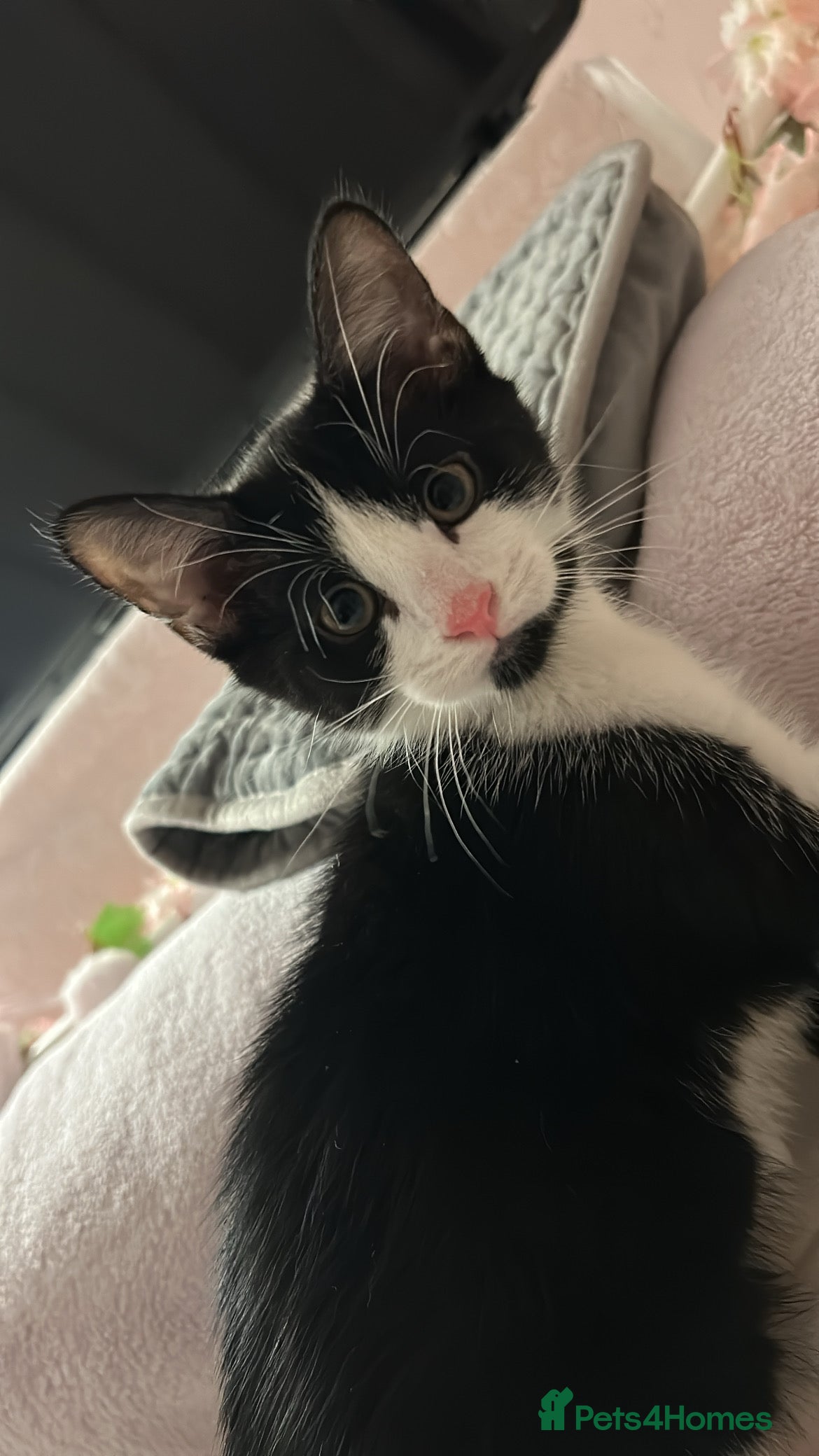 Mixed Breed cats Gentle Male Kitten (+ litter tray, food, toys…) - Advert 1