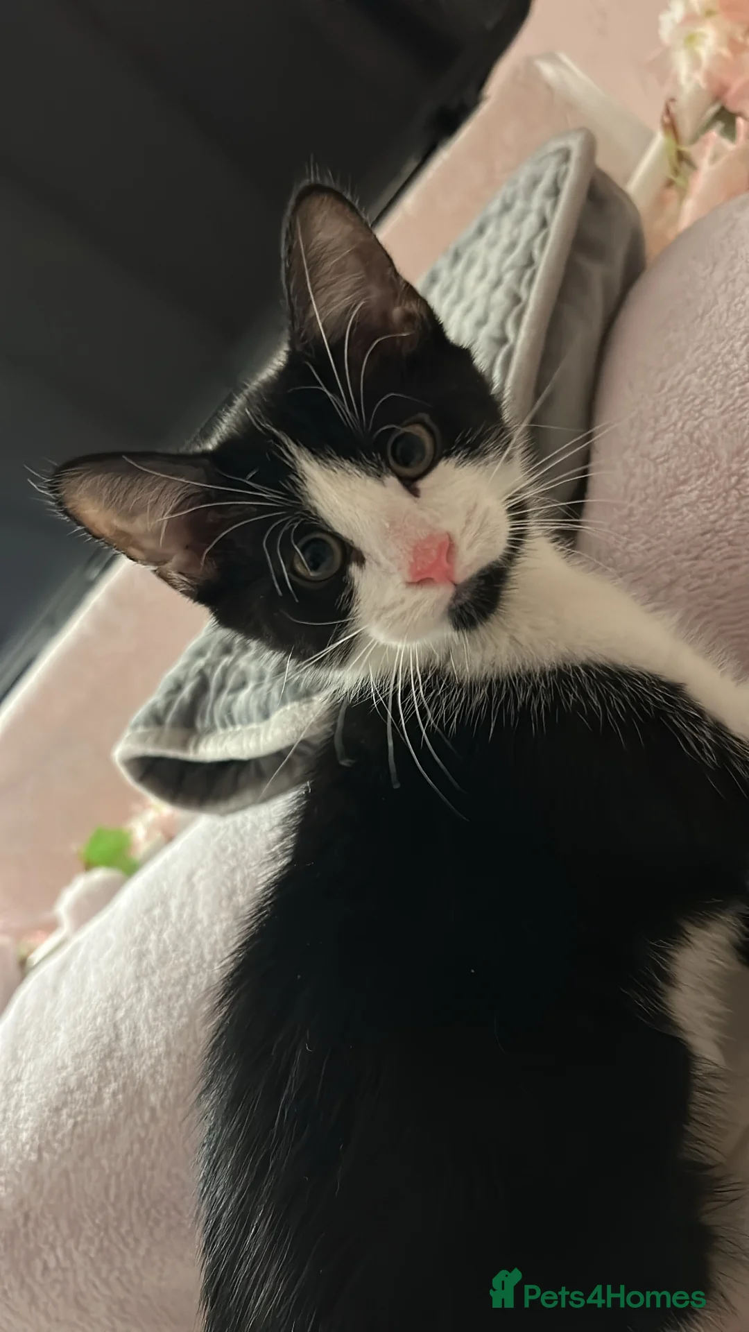 Mixed Breed cats for sale: Gentle Male Kitten (+ litter tray, food, toys…) - Advert 1