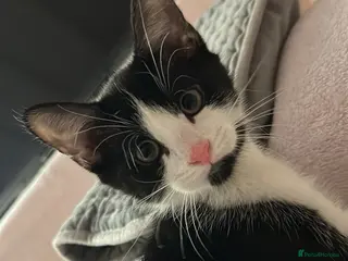 Mixed Breed cats Gentle Male Kitten (+ litter tray, food, toys…) - Advert 5