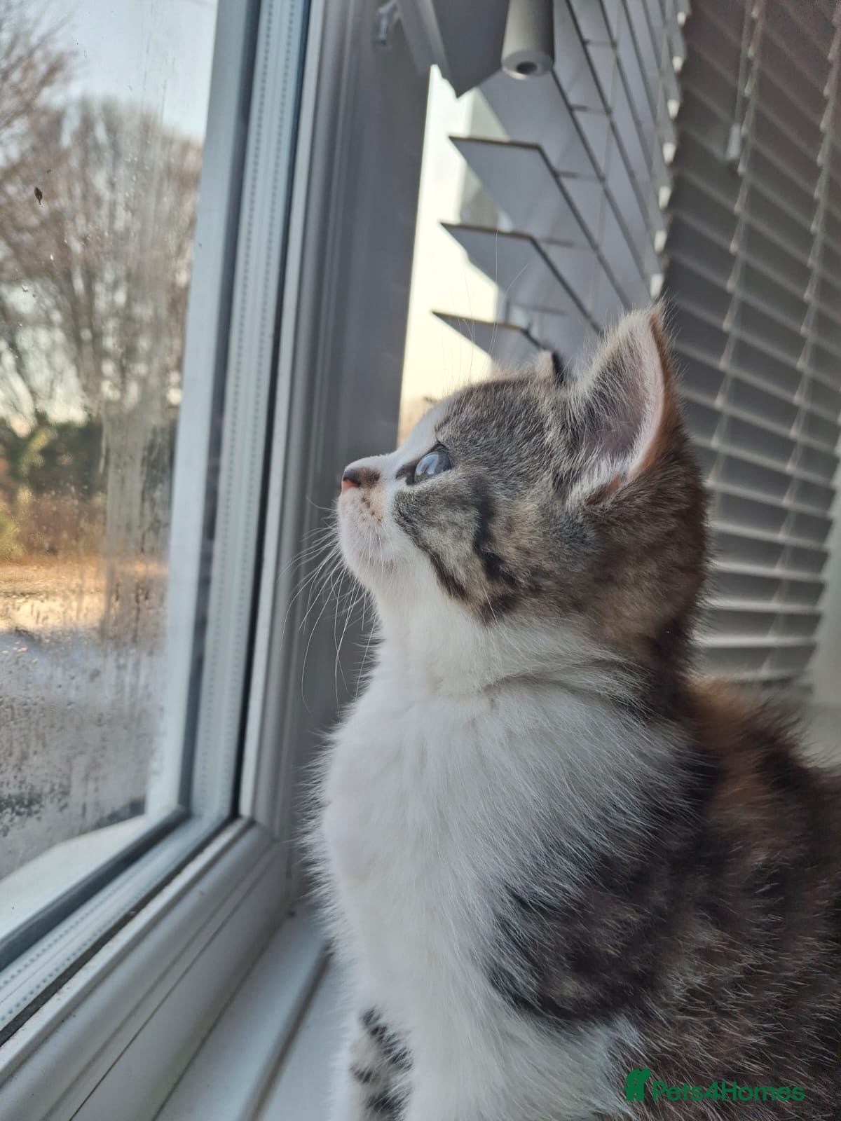 Scottish Fold cats Scottish fold - Advert 3