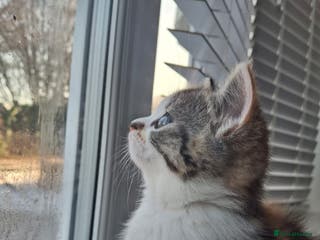 Scottish Fold cats Scottish fold - Advert 2