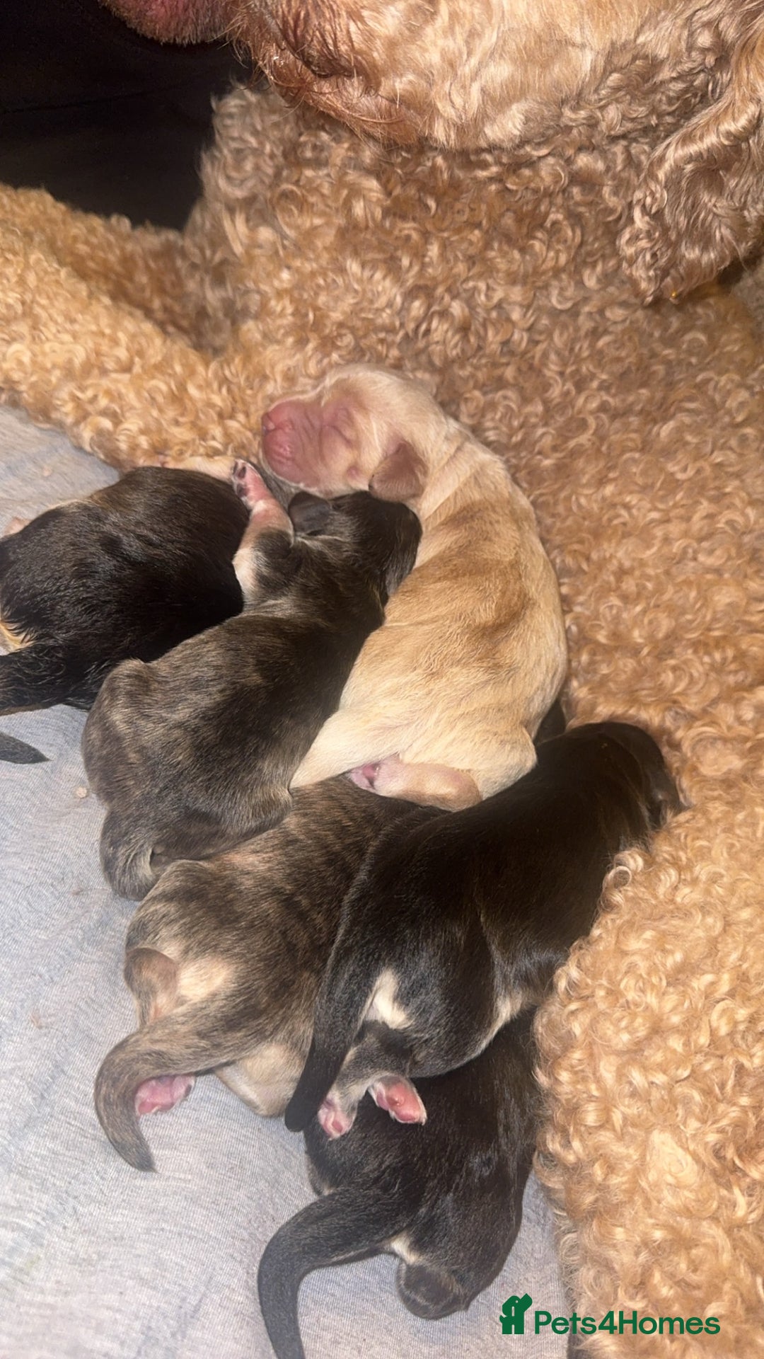 Mixed Breed dogs for sale: Stunning litter of Australian labradoodles  - Image 2