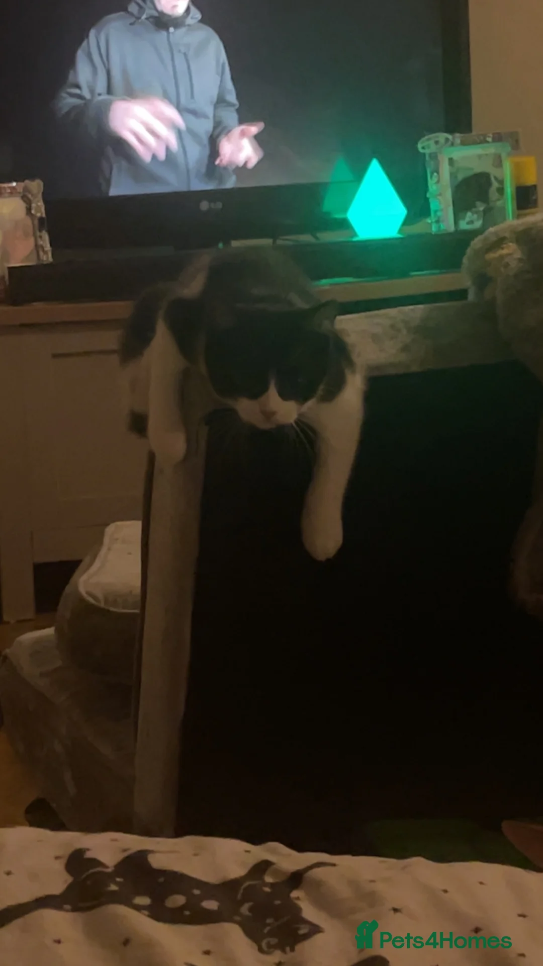 Persian cats for sale: Willow  - Advert 2