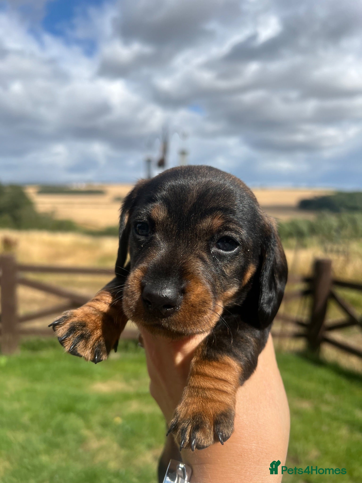 Dachshund dogs *Gamekeeper bred Wire Haired Dachshund Puppies* - Advert 10