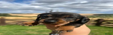 Dachshund 2