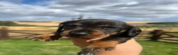 Dachshund dogs for sale: *Gamekeeper bred Wire Haired Dachshund Puppies* - Advert 3