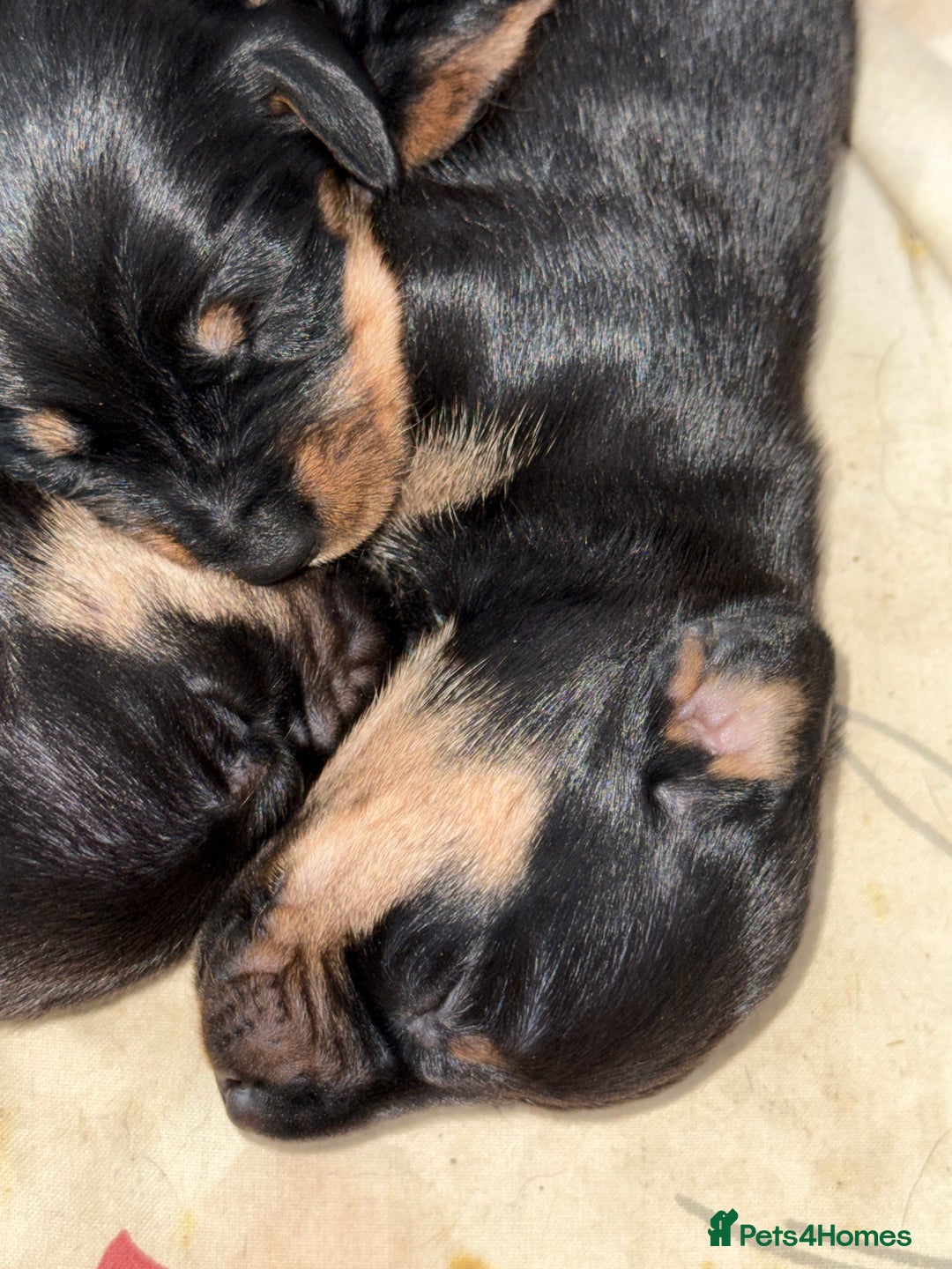 Miniature Dachshund dogs for sale: miniture dacshunds - Image 3