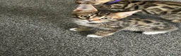 Bengal cats for sale: Bengal X - Advert 10