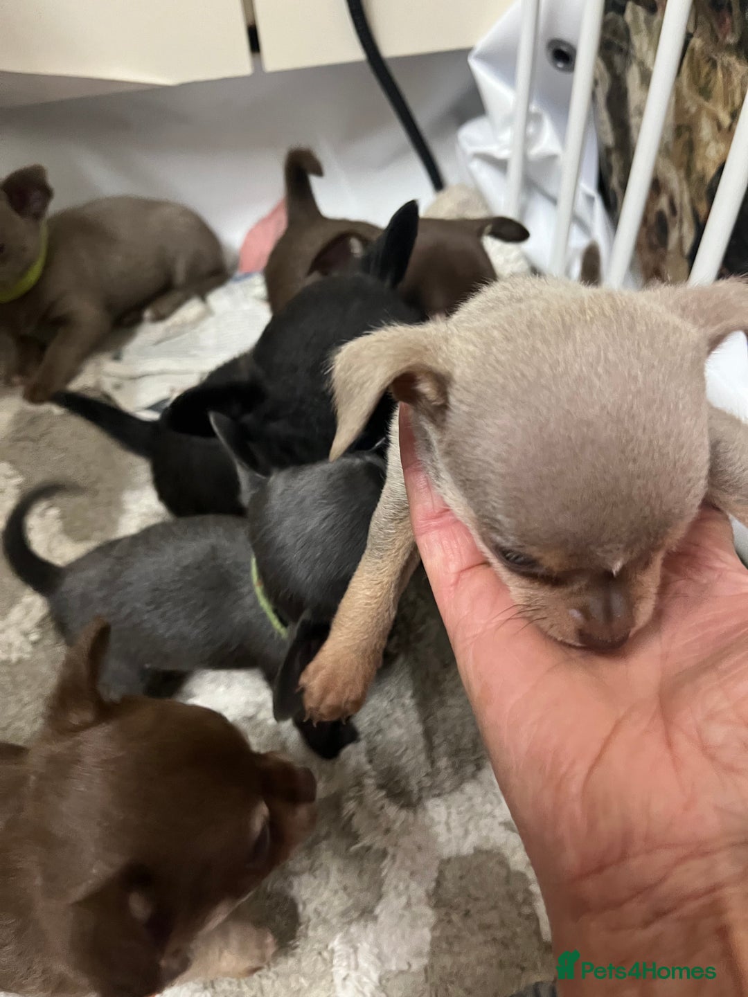 Chihuahua dogs for sale: Chihuahua teacups - Image 9